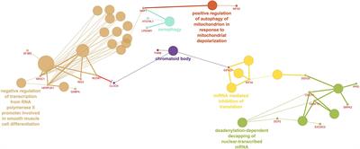 A Transcriptomic Model of Postnatal Cardiac Effects of Prenatal Maternal Cortisol Excess in Sheep